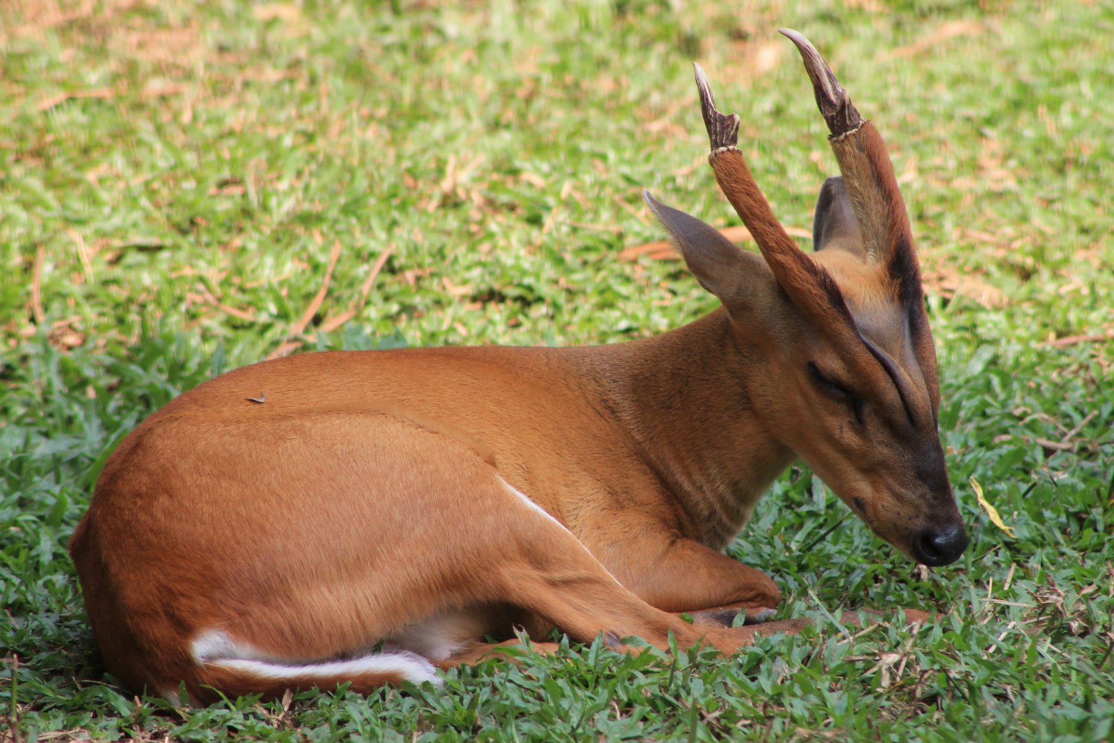 Vinpearl Safari - Common Muntjac