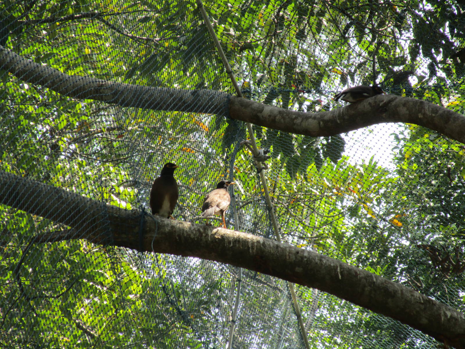 Vinpearl Safari - Common Mynas