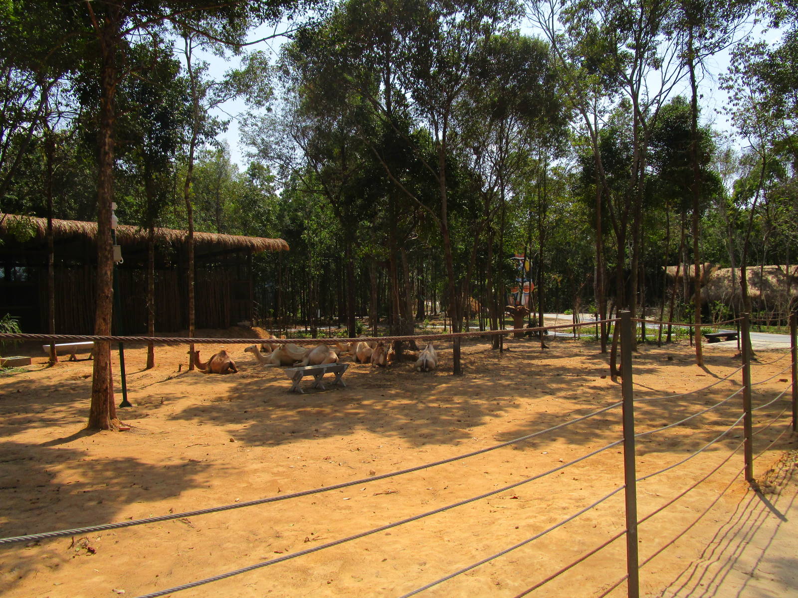 Vinpearl Safari - Dromedary Enclosure