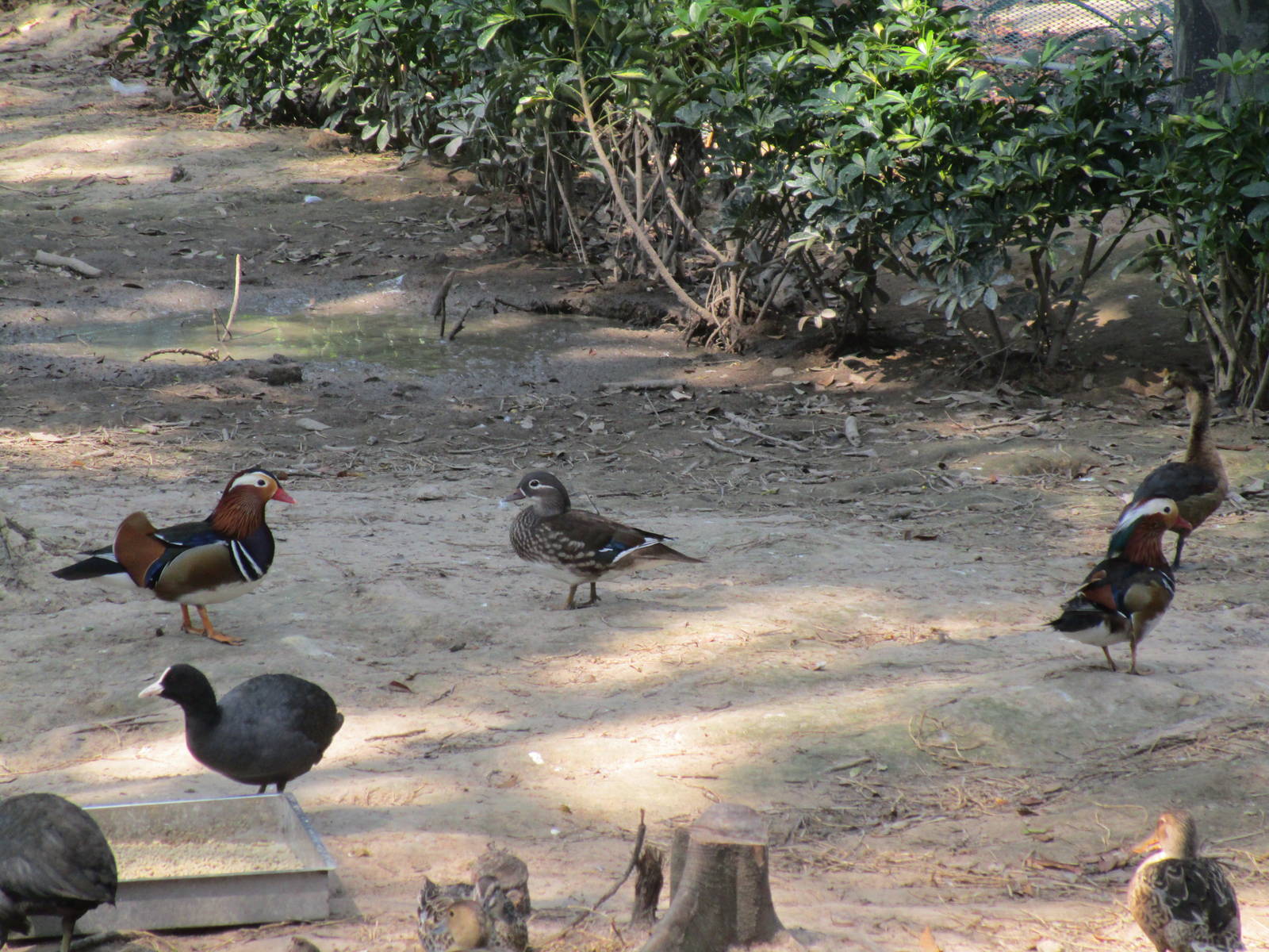 Vinpearl Safari - Ducks etc