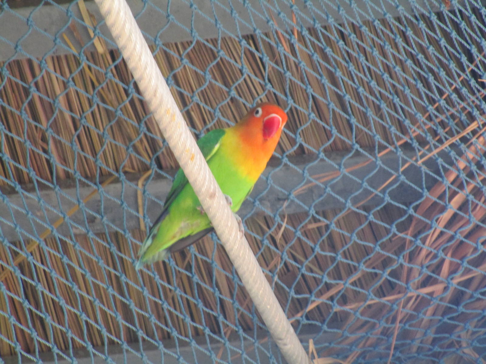 Vinpearl Safari - Fischer's Lovebird