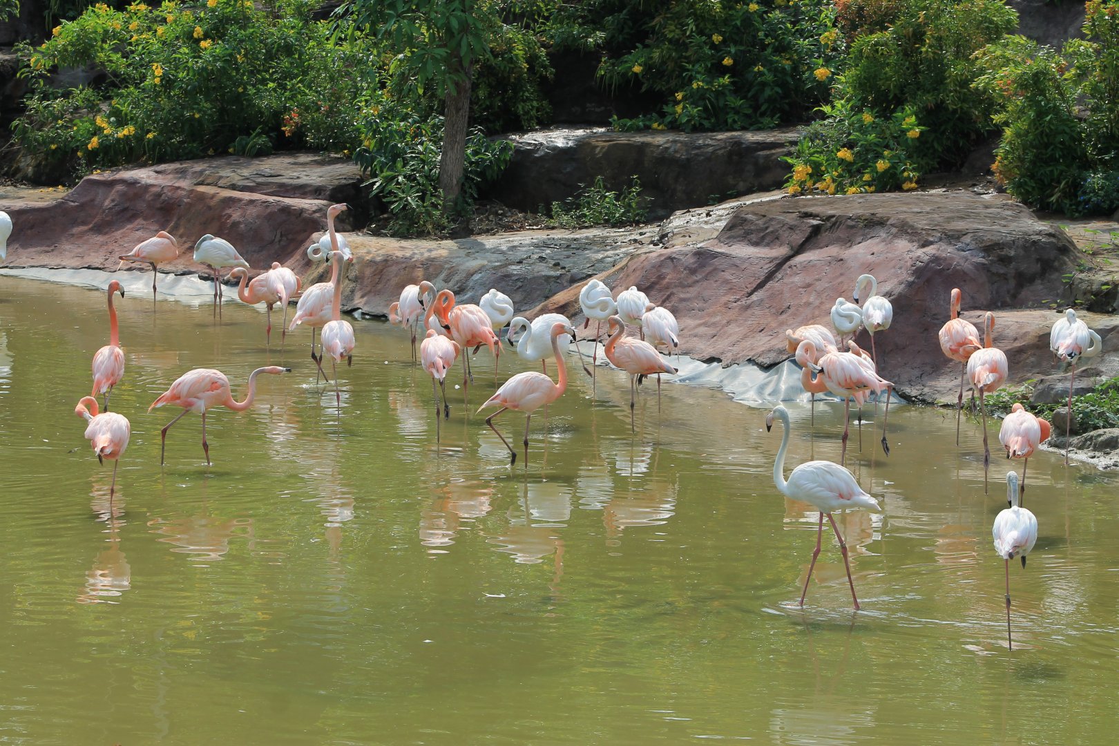 Vinpearl Safari - flamingoes