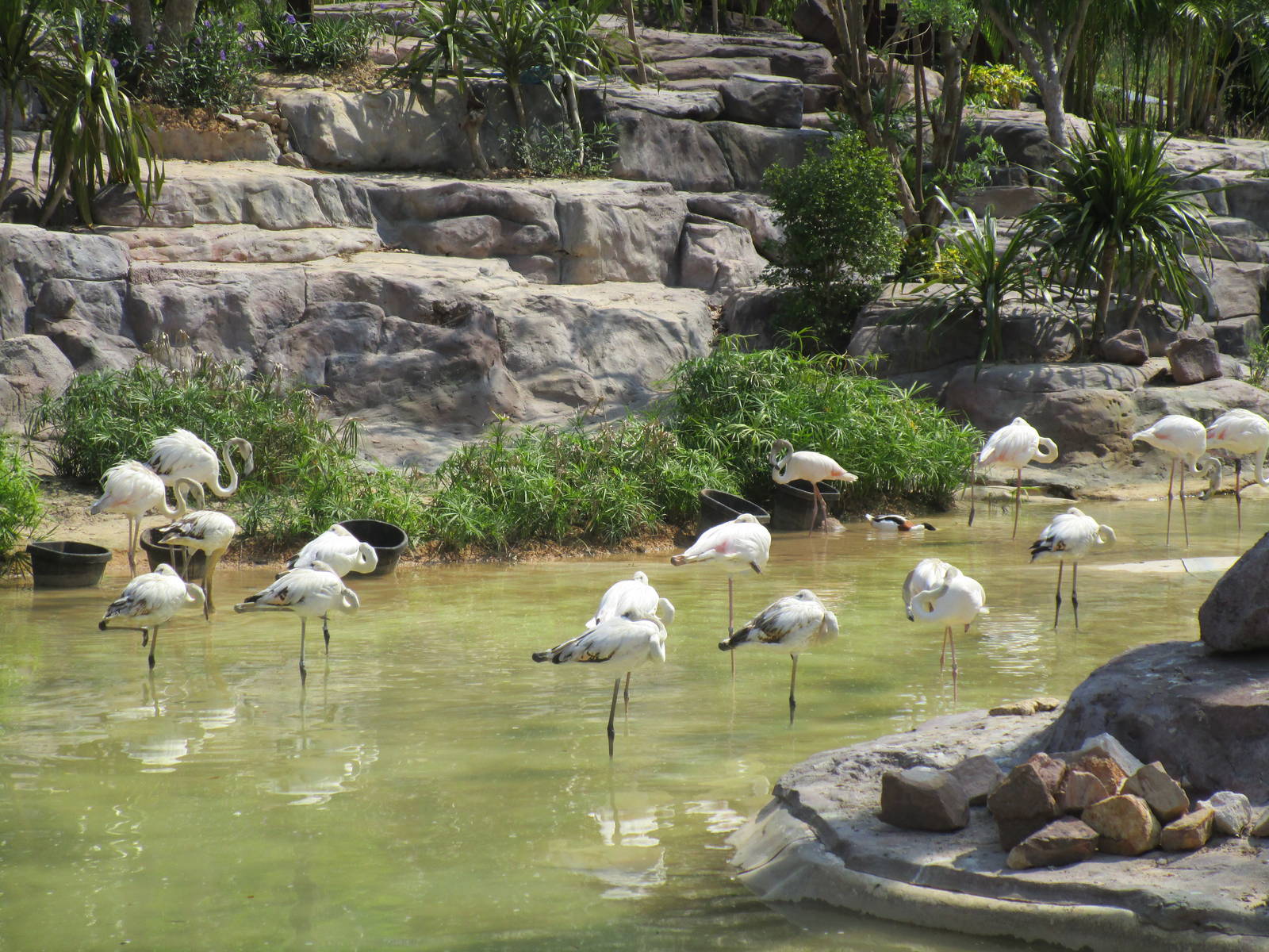 Vinpearl Safari - Flamingos