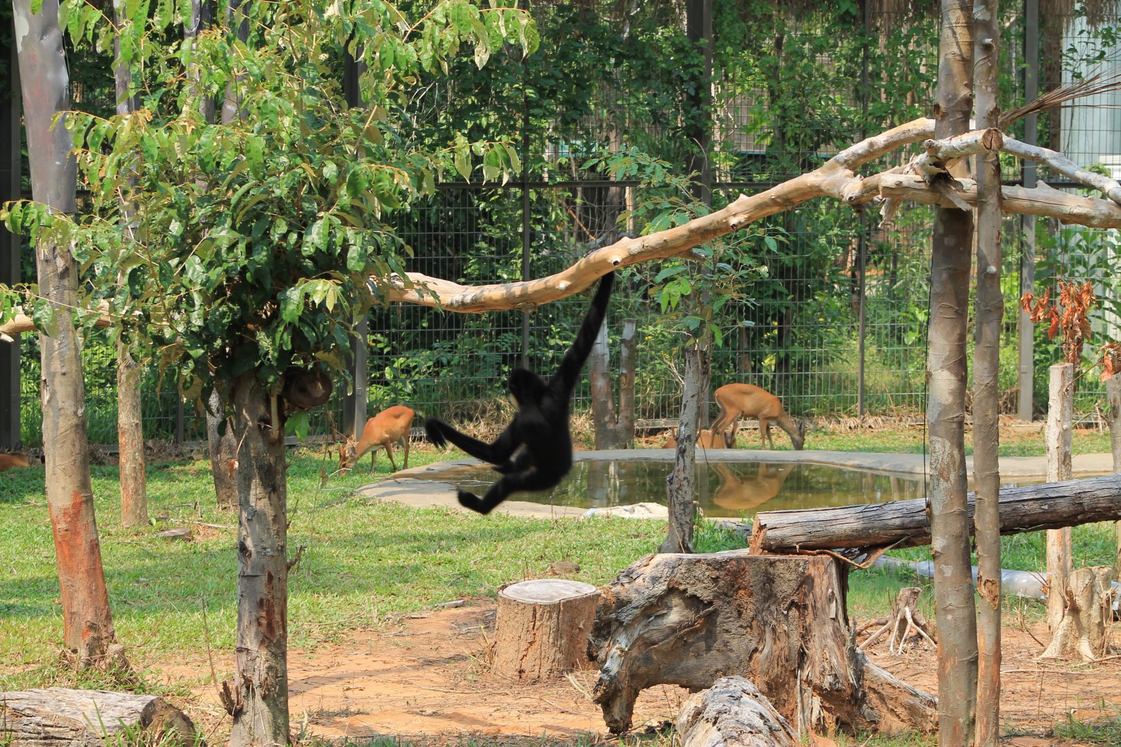 Vinpearl Safari - gibbon and muntjac