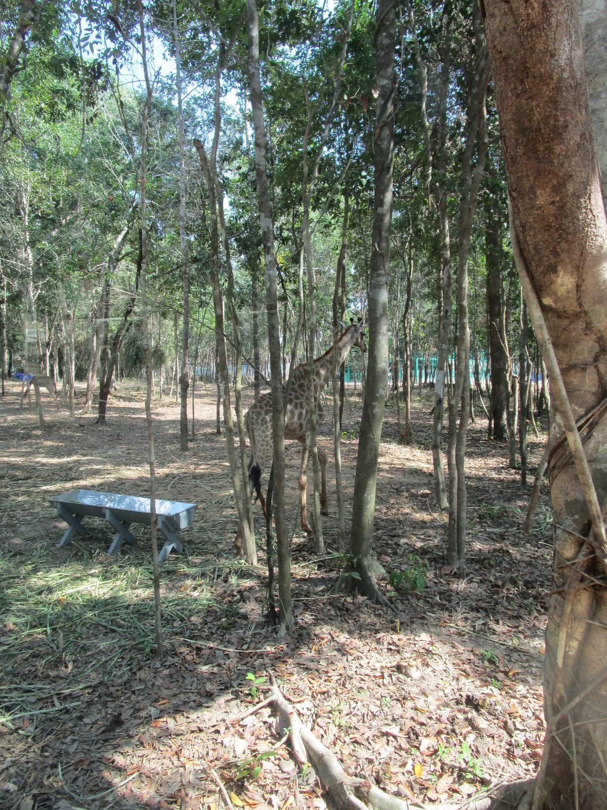 Vinpearl Safari - Giraffe