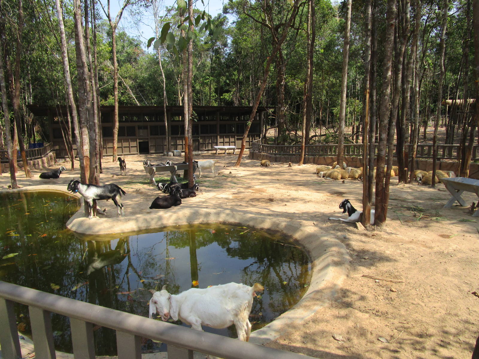 Vinpearl Safari - Goat Enclosure