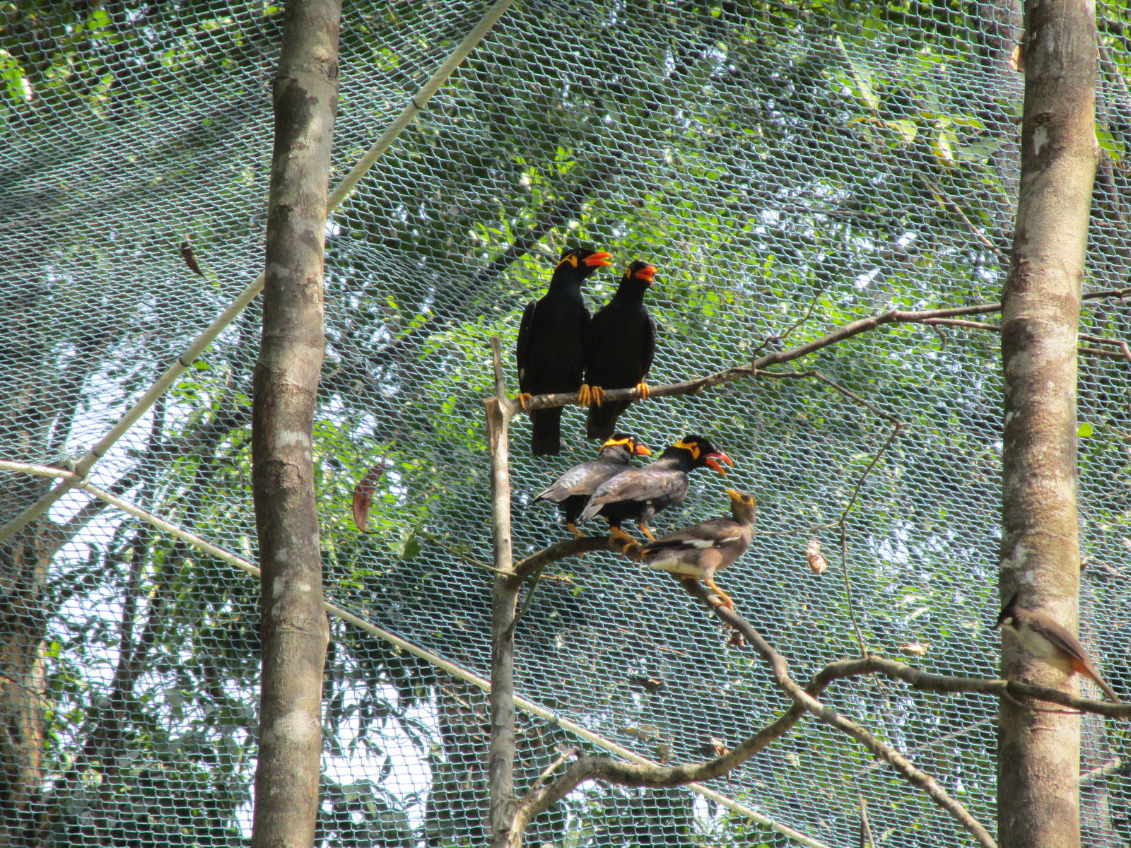 Vinpearl Safari - Hill Myna