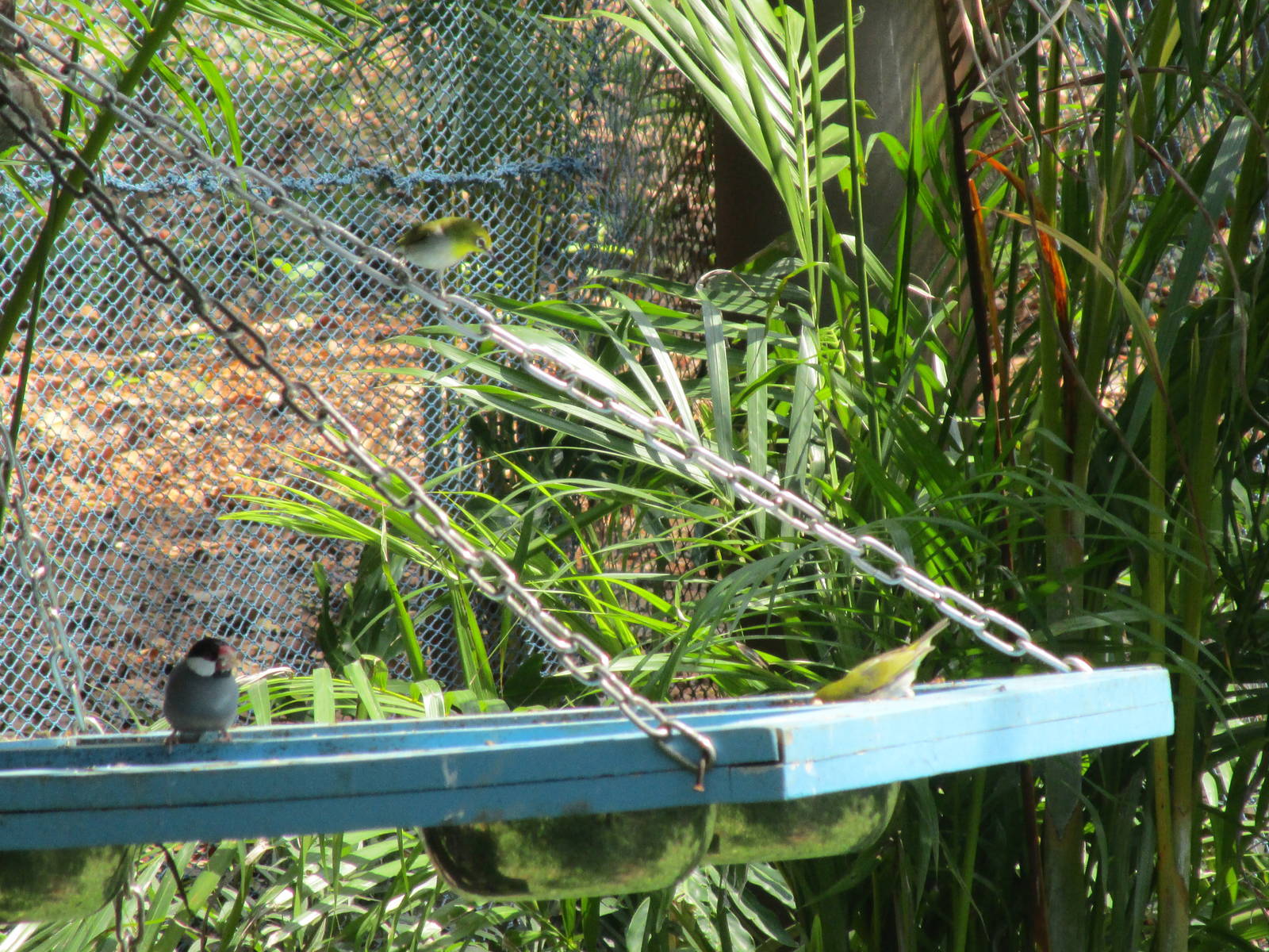 Vinpearl Safari - Java Sparrow and White-eye species