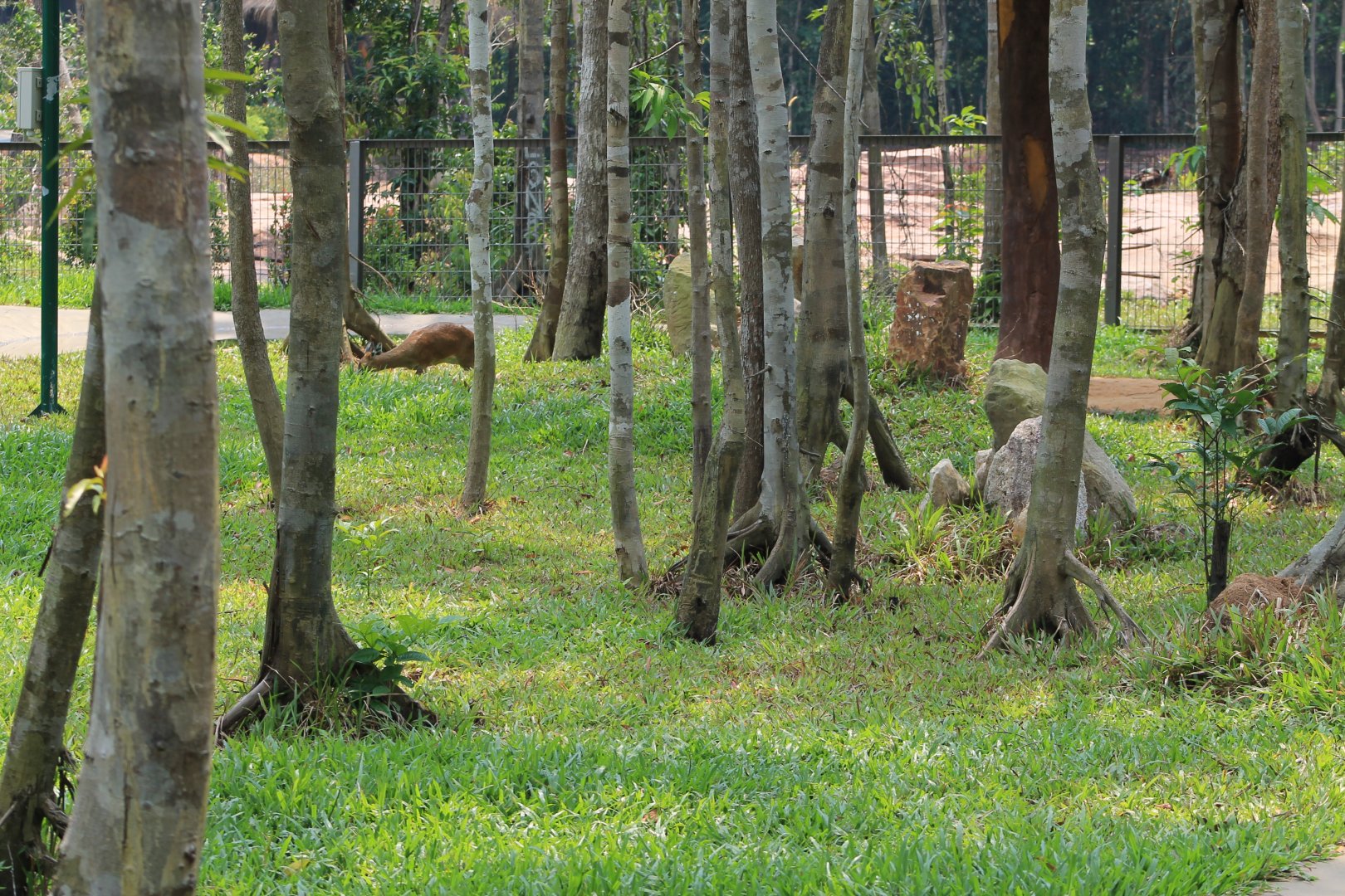 Vinpearl Safari - Klipspringer/Duiker enclosure