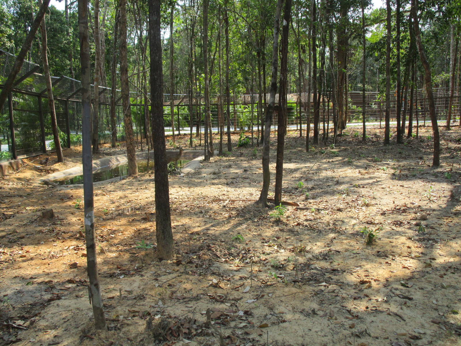 Vinpearl Safari - Klipspringer Enclosure