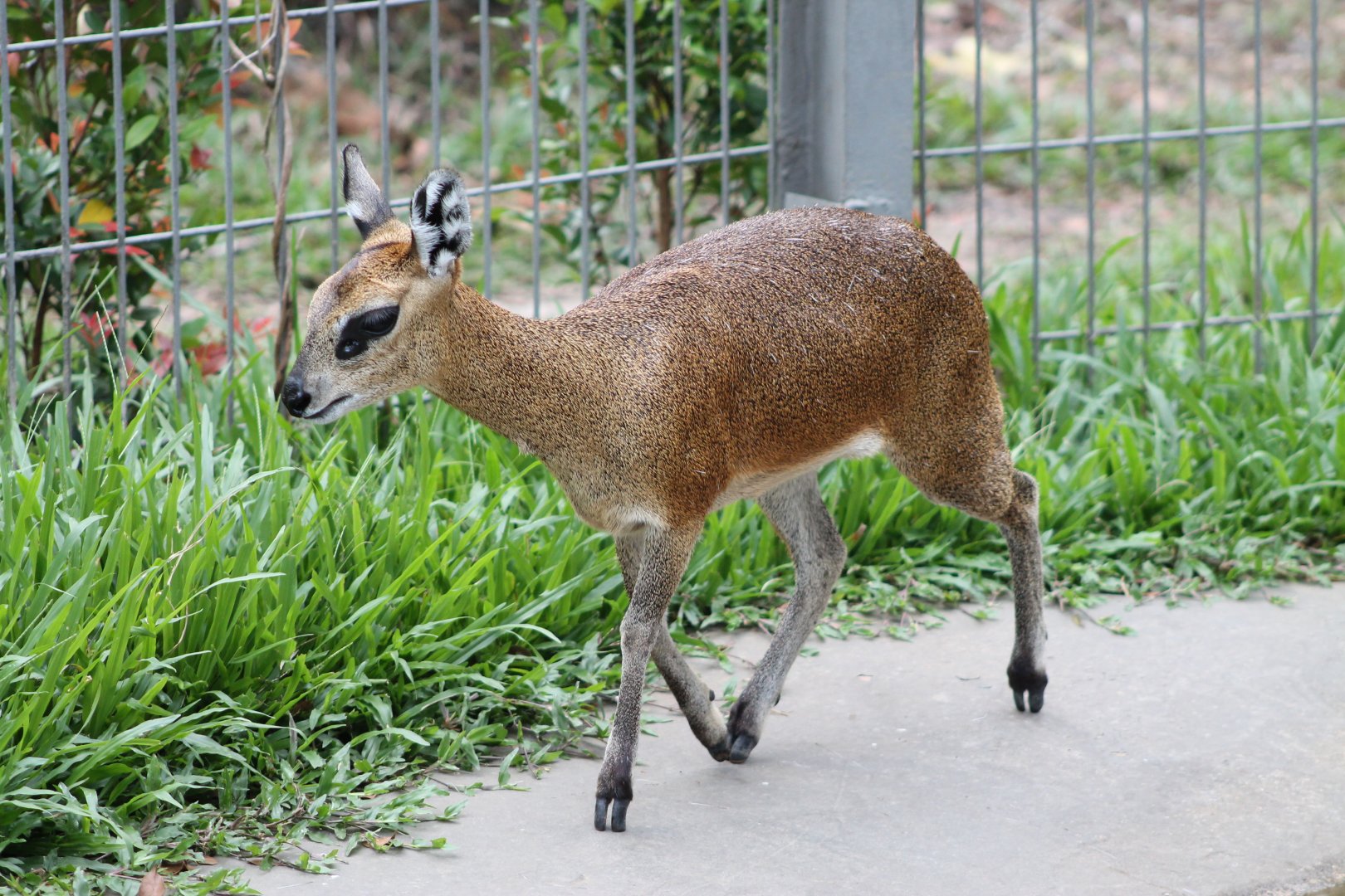 Vinpearl Safari - Klipspringer