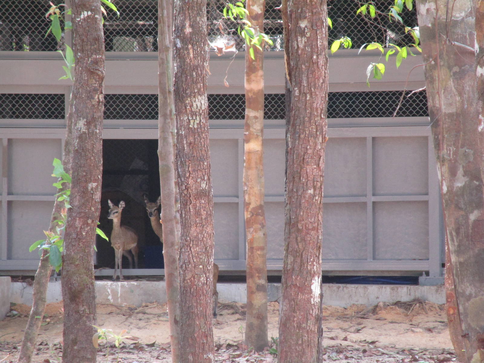 Vinpearl Safari - Klipspringers