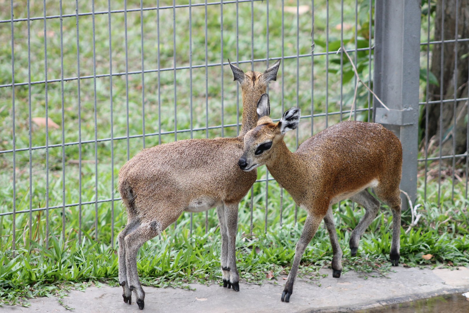 Vinpearl Safari - Klipspringers
