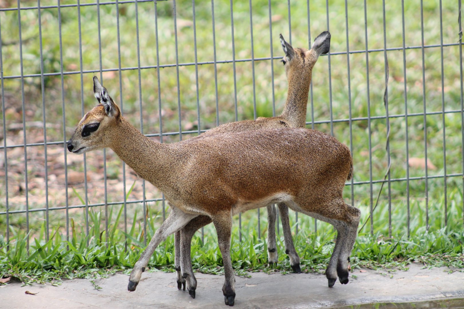 Vinpearl Safari - Klipspringers