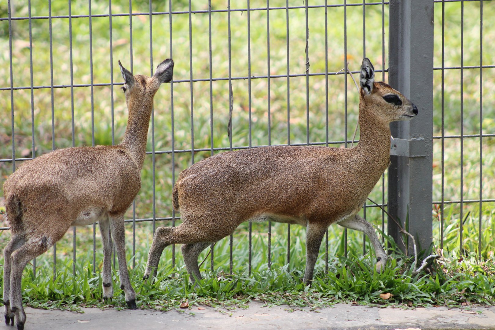 Vinpearl Safari - Klipspringers