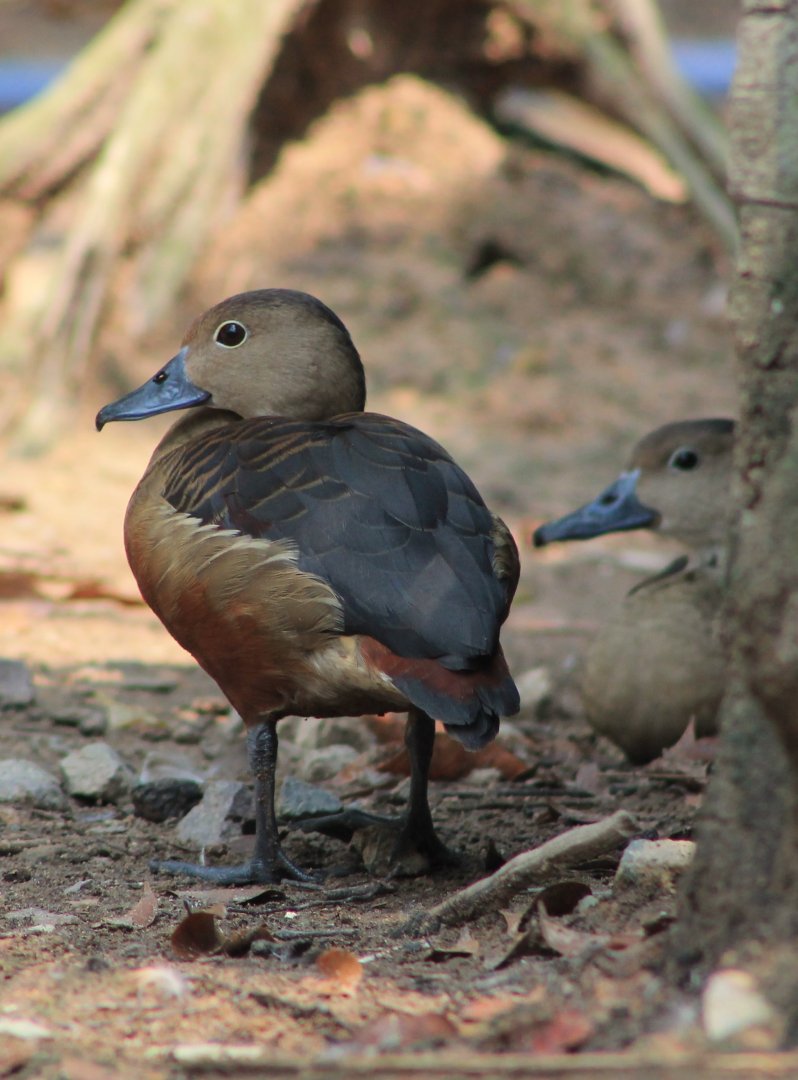 Vinpearl Safari - Lesser Whistling Duck
