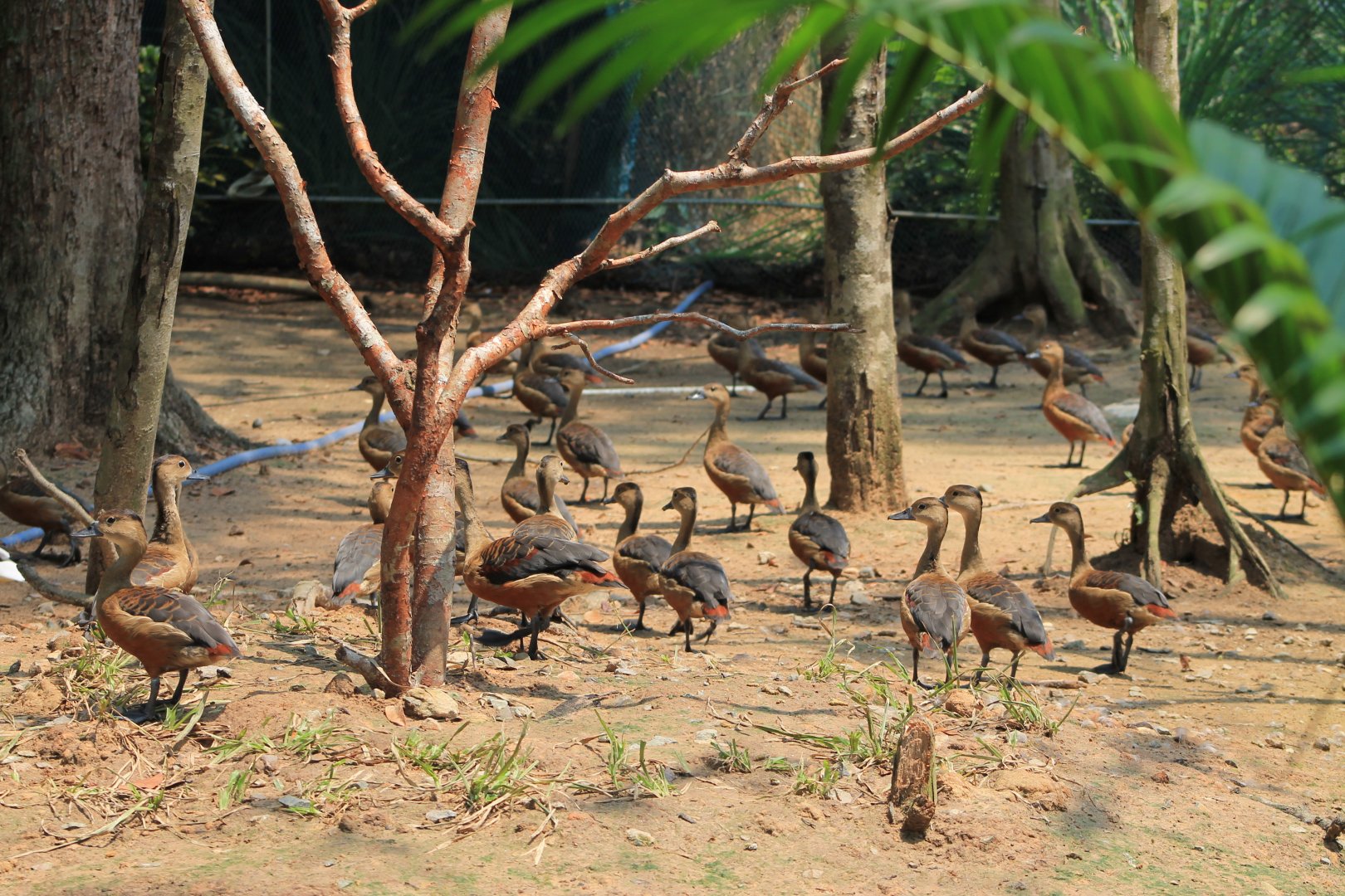 Vinpearl Safari - Lesser Whistling Ducks