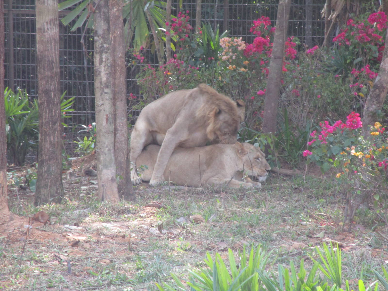Vinpearl Safari - Lions