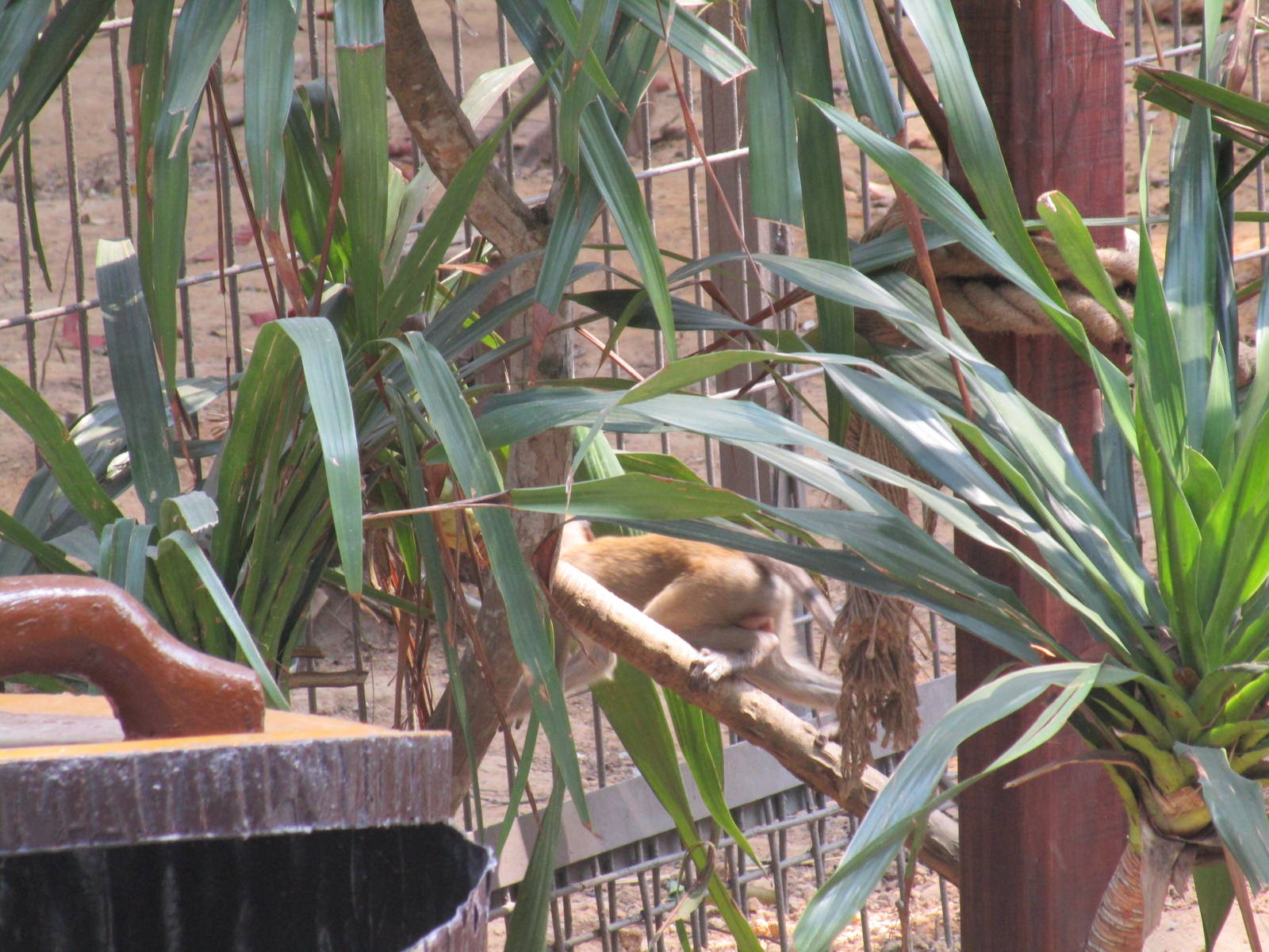 Vinpearl Safari - Long-tailed Macaques