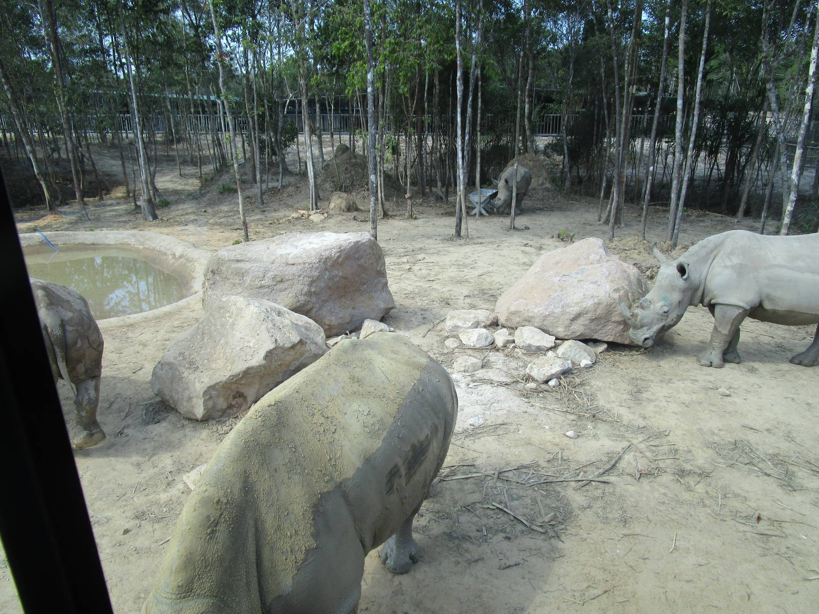 Vinpearl Safari - Lots of Rhinos