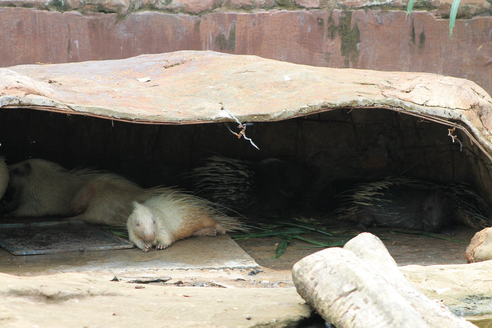 Vinpearl Safari - Malayan Crested Porcupines