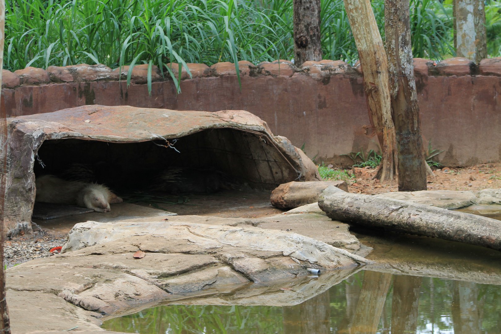 Vinpearl Safari - Malayan Crested Porcupines