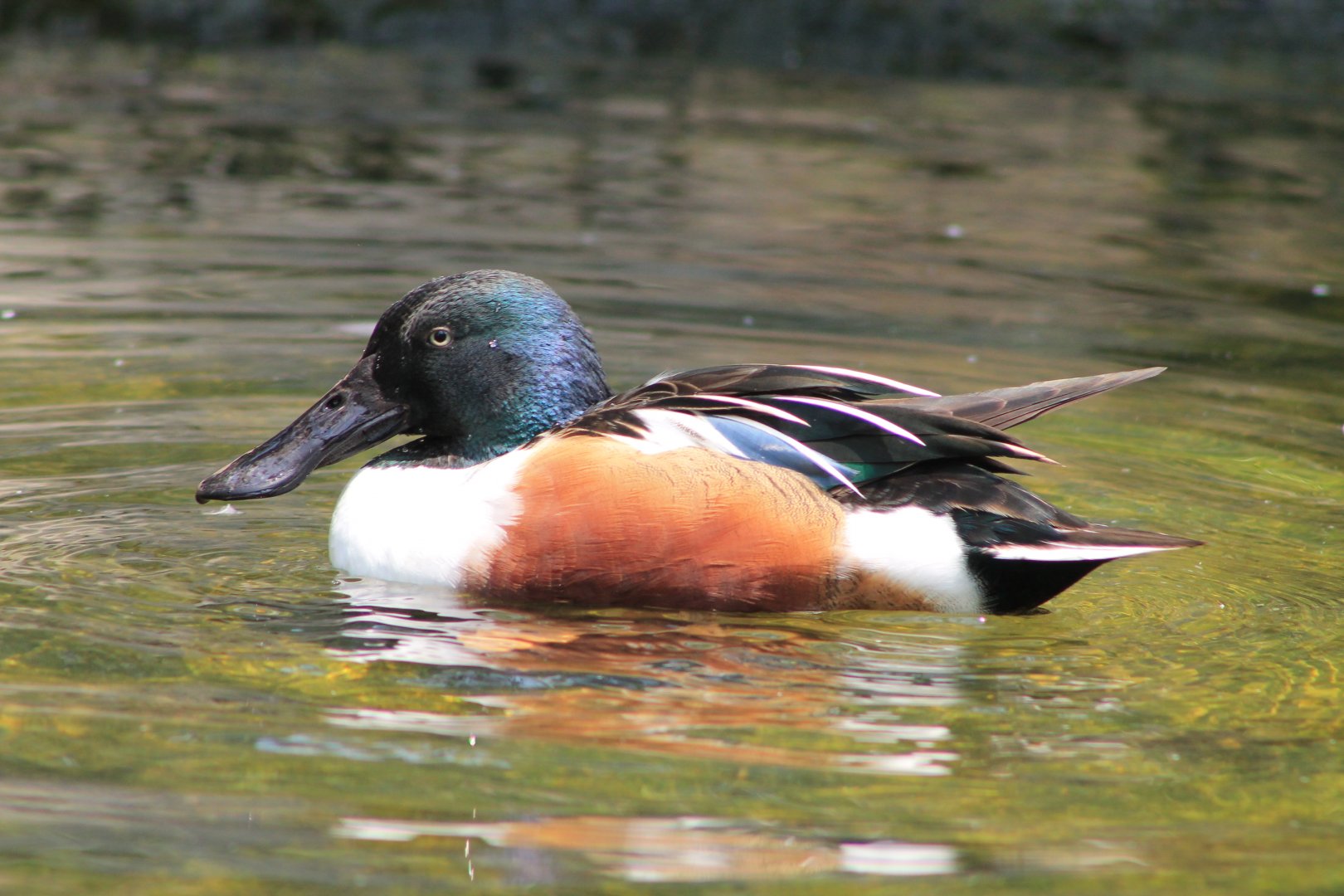 Vinpearl Safari - Northern Shoveller