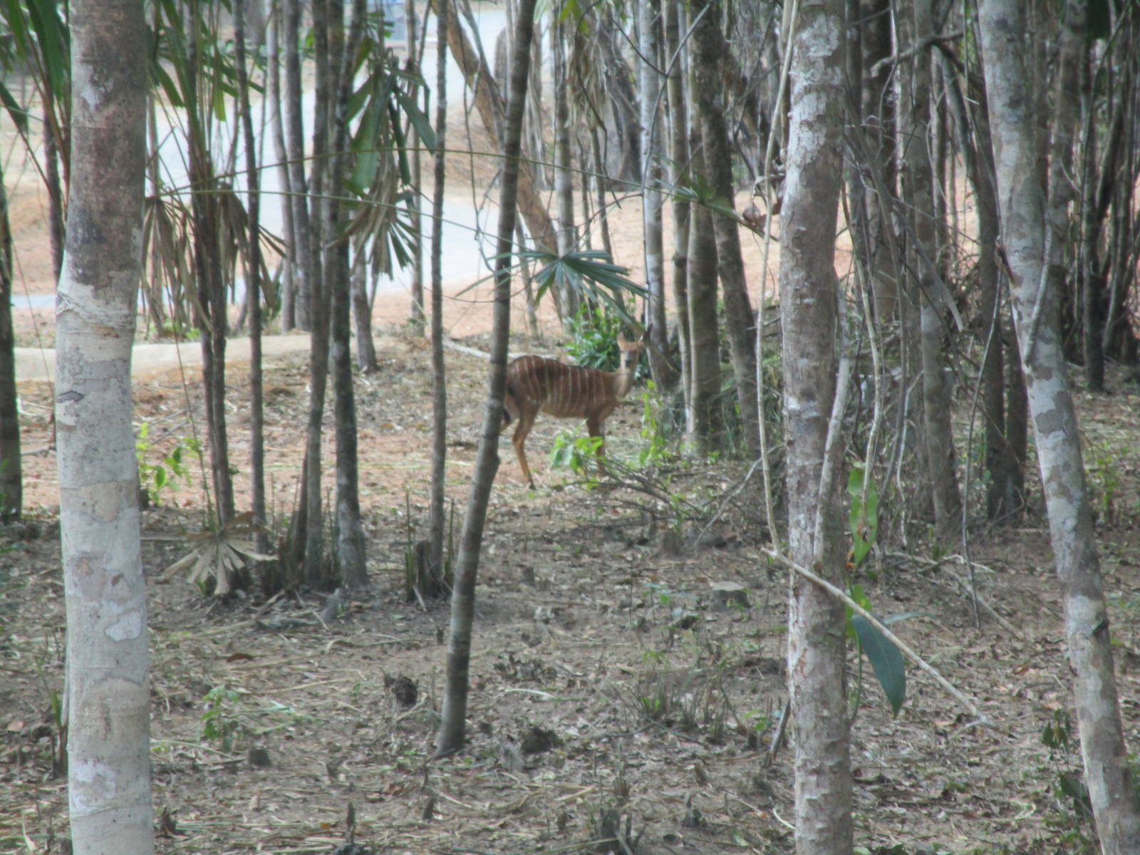 Vinpearl Safari - Nyala