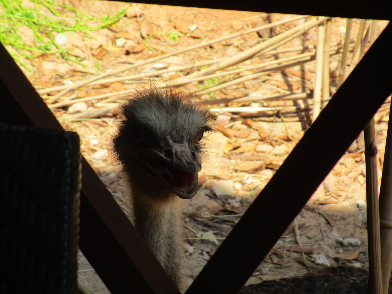 Vinpearl Safari - Ostrich