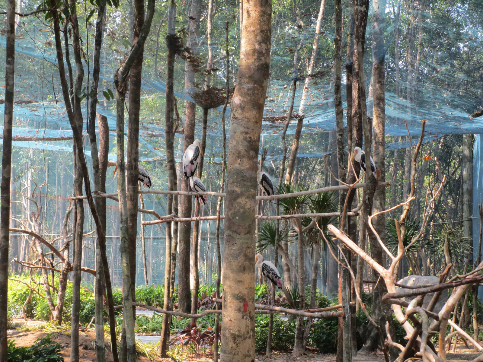 Vinpearl Safari - Painted Stork