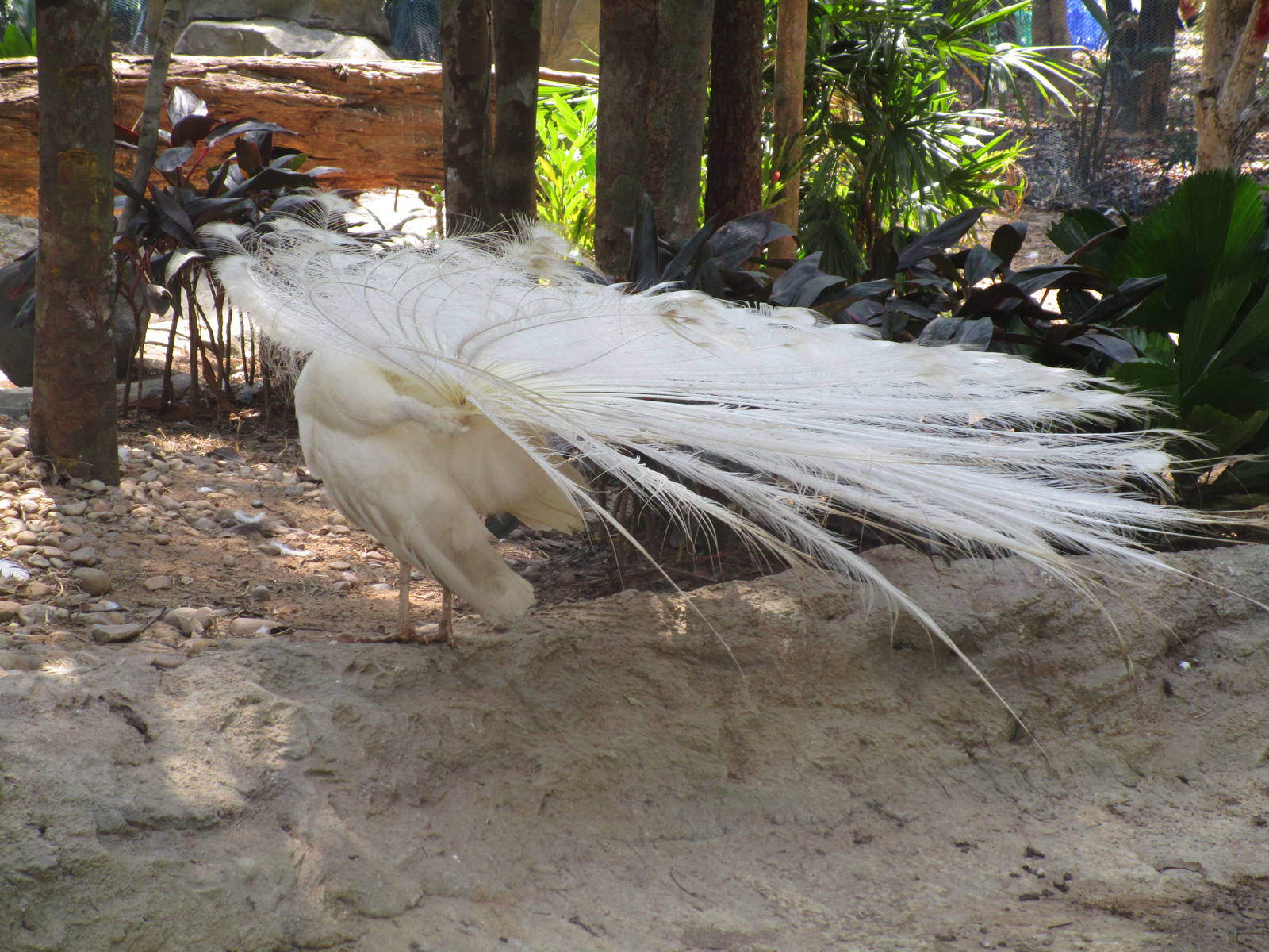 Vinpearl Safari - Peafowl