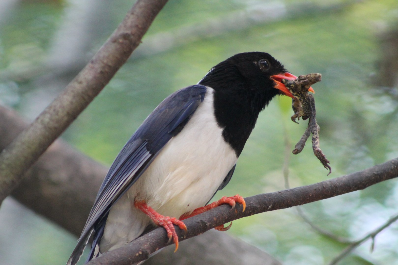 Vinpearl Safari - Red-billed Blue Magpie