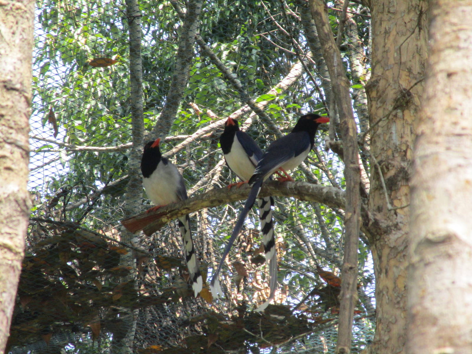 Vinpearl Safari - Red-billed Blue Magpies