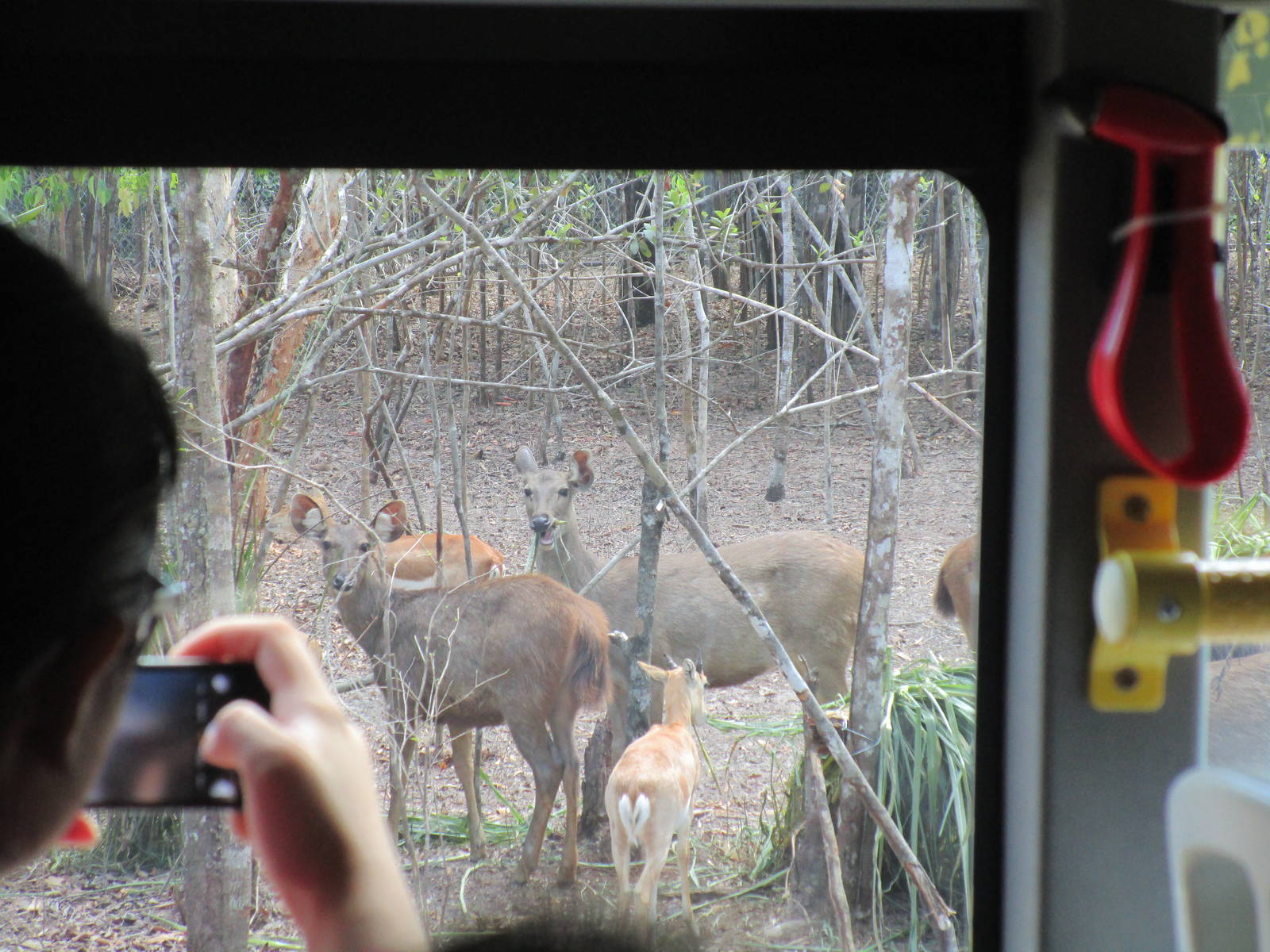 Vinpearl Safari - Sambar Deer
