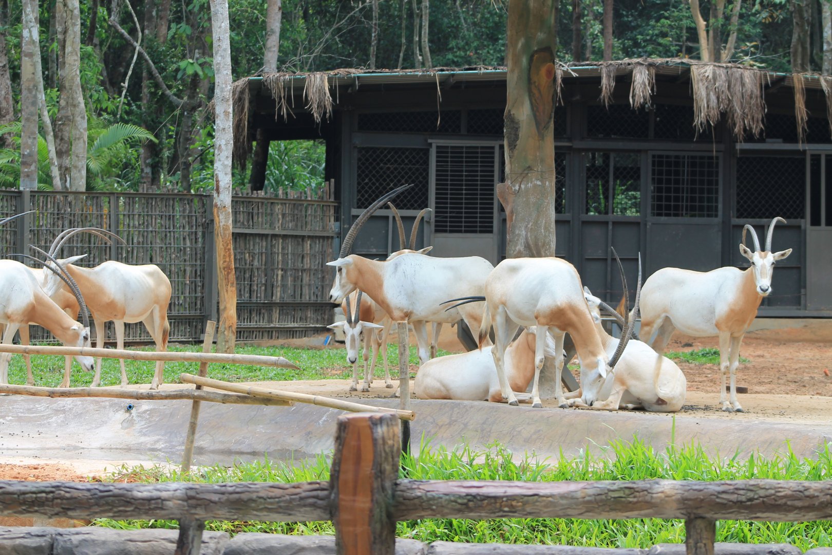Vinpearl Safari - Scimitar-horned Oryx