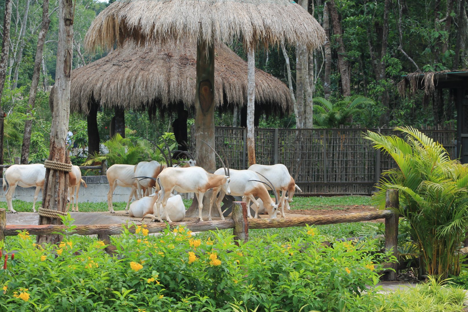 Vinpearl Safari - Scimitar-horned Oryx