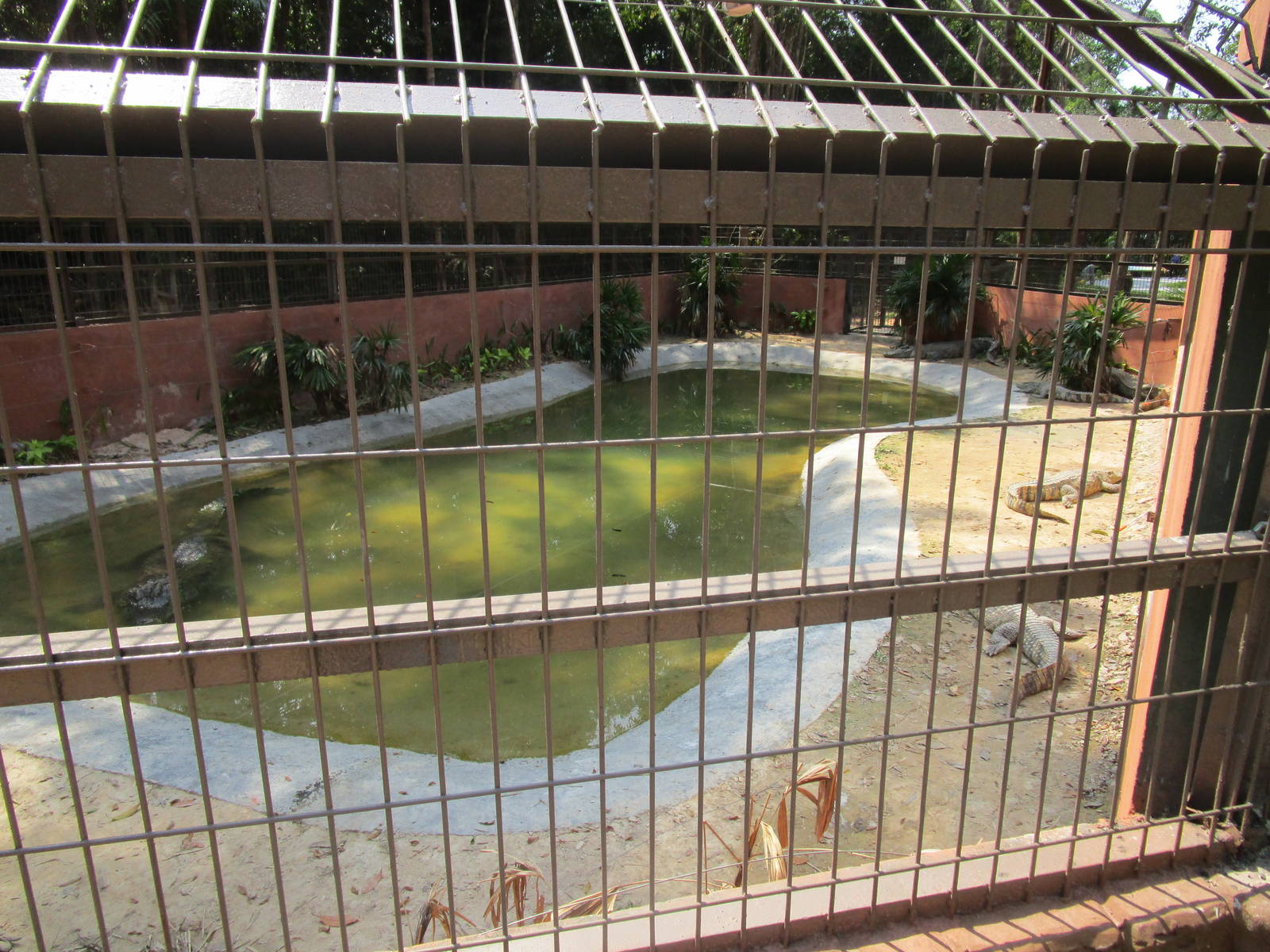 Vinpearl Safari - Siamese Crocodile Enclosure