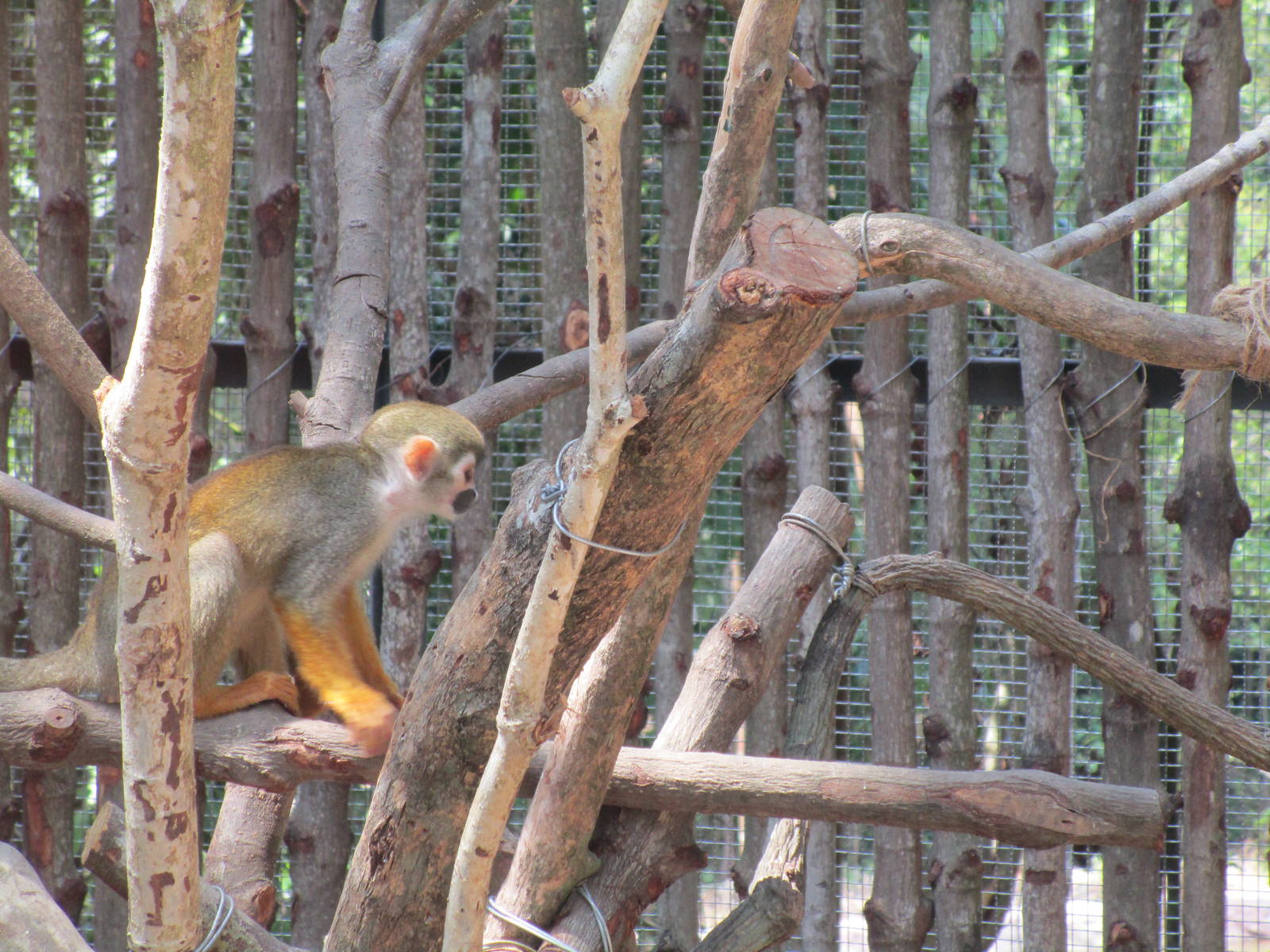 Vinpearl Safari - Squirrel Monkey