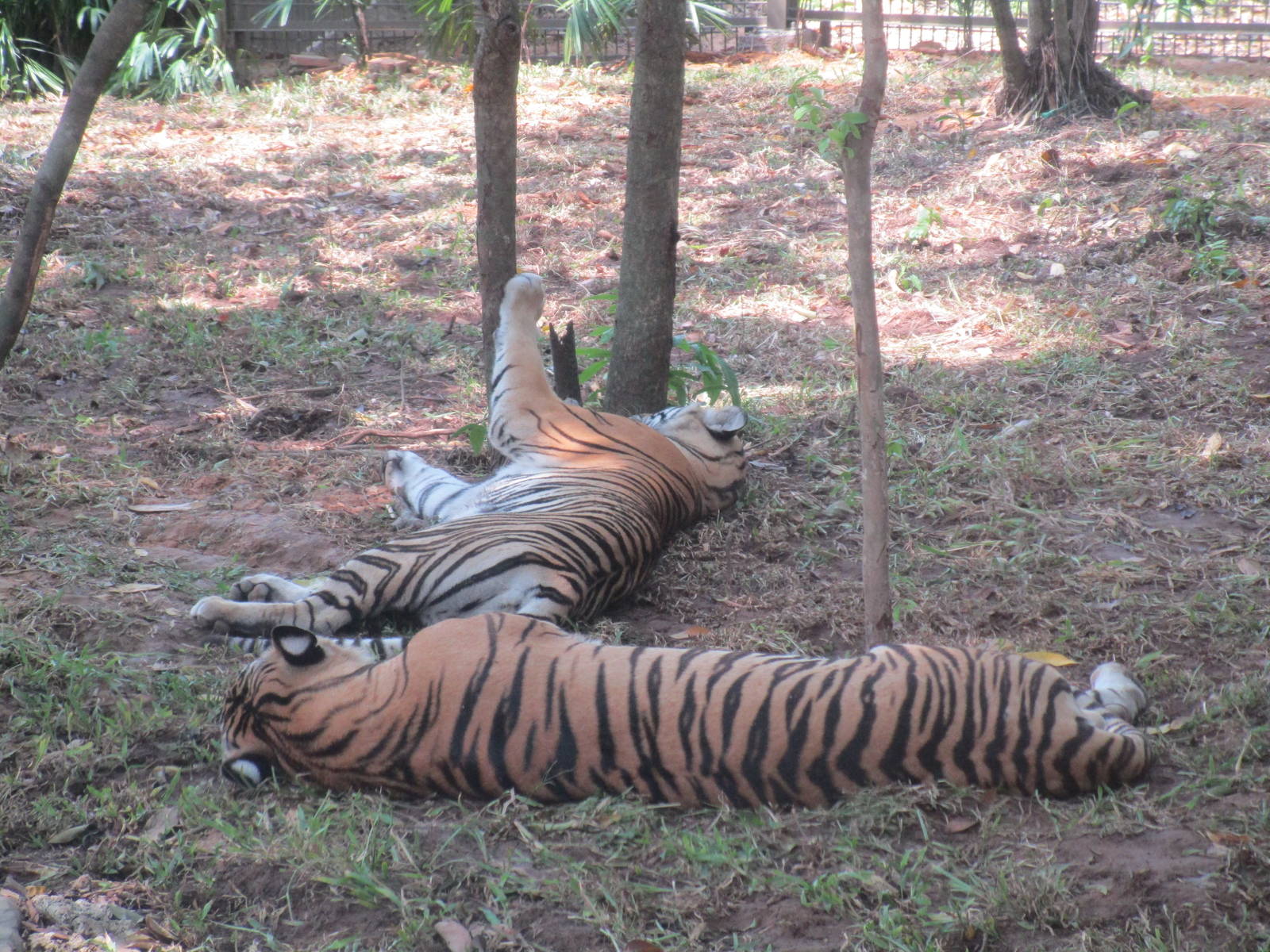 Vinpearl Safari - Tiger ID