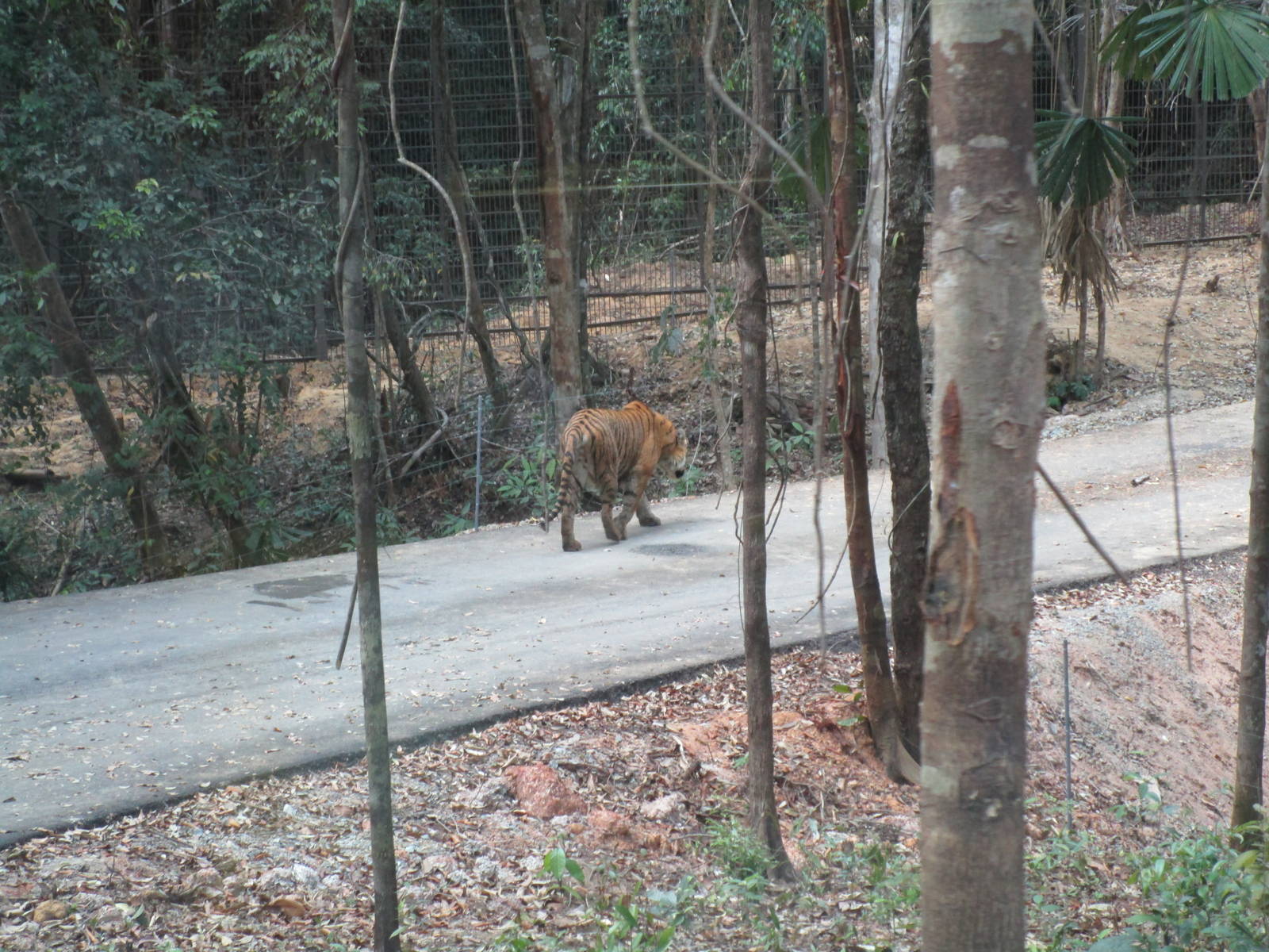 Vinpearl Safari - Tiger