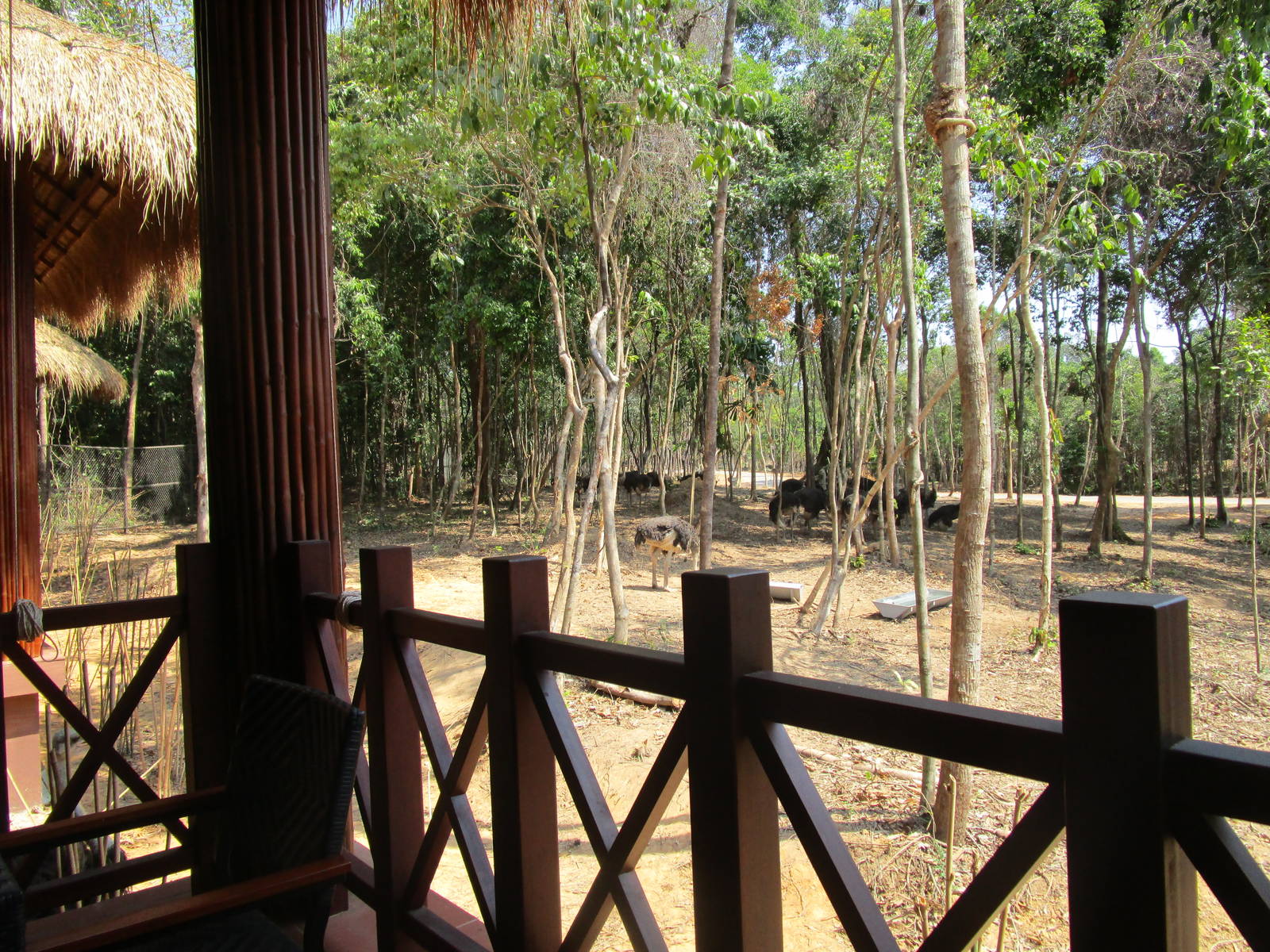 Vinpearl Safari - View from Giraffe Restaurant