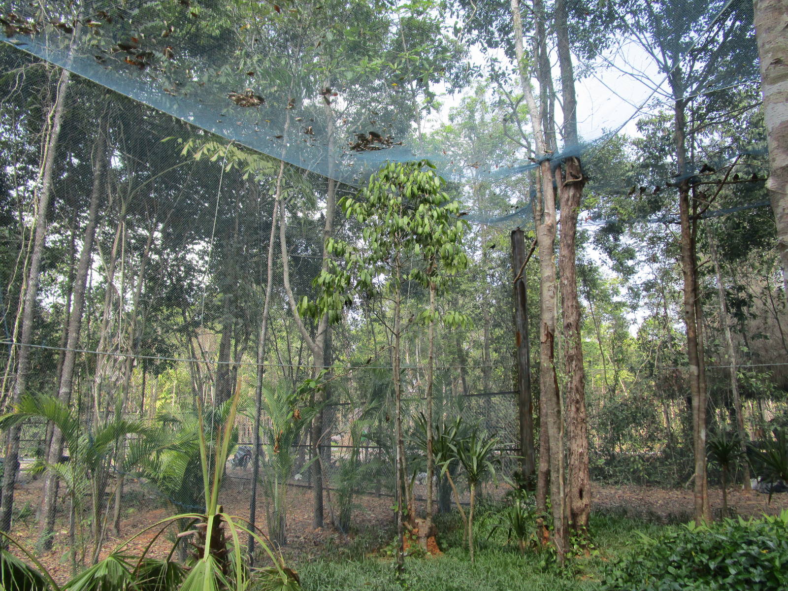 Vinpearl Safari - Walkthrough Aviary Interior