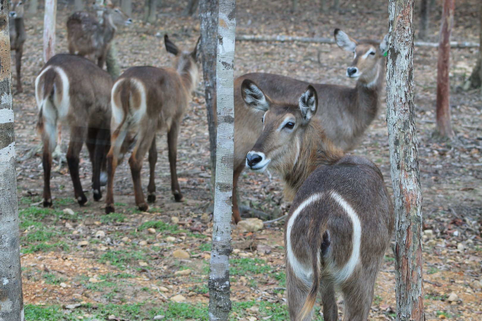 Vinpearl Safari - Waterbuck
