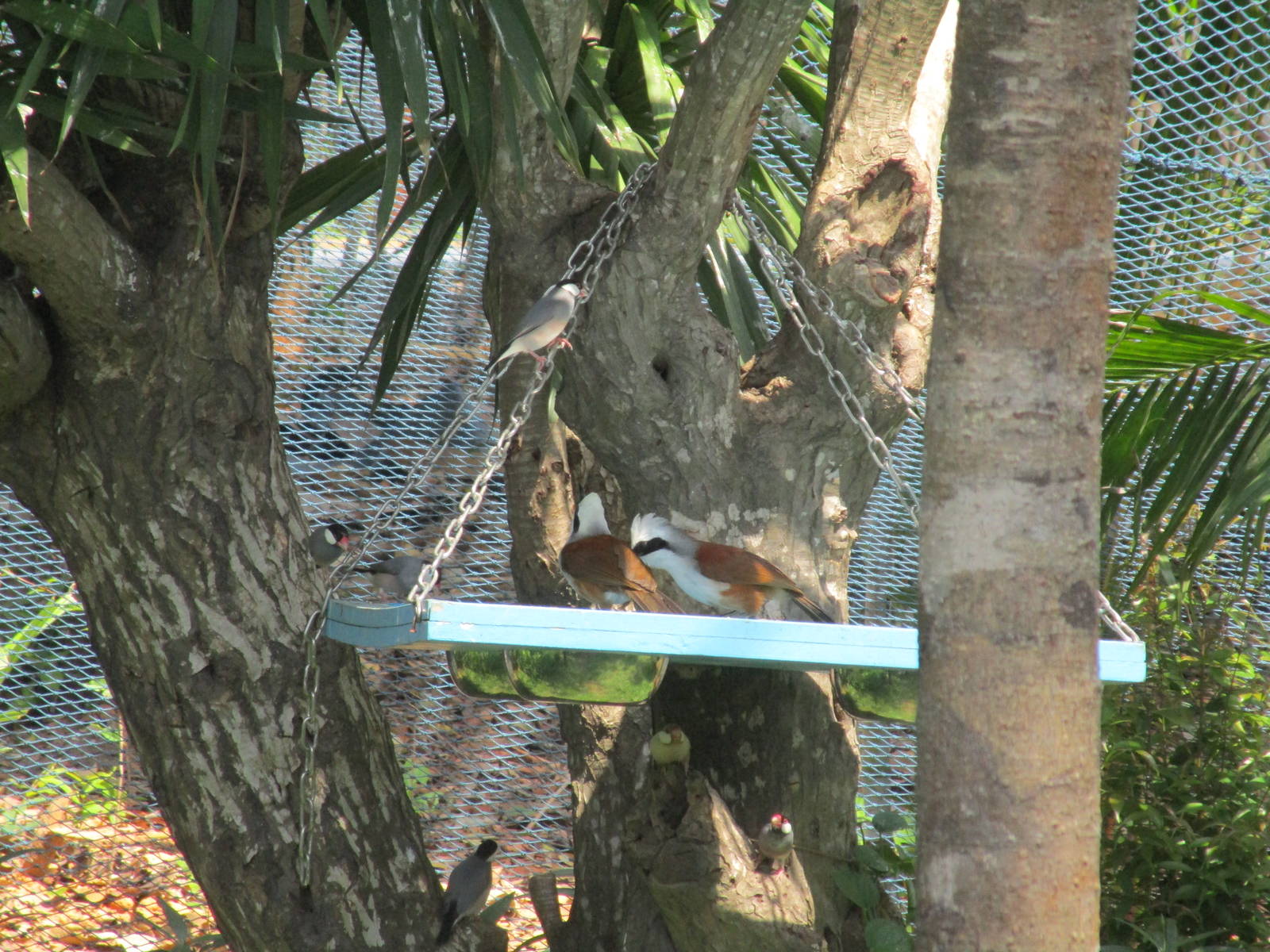 Vinpearl Safari - White Crested Laughingthrush and Java Sparrow