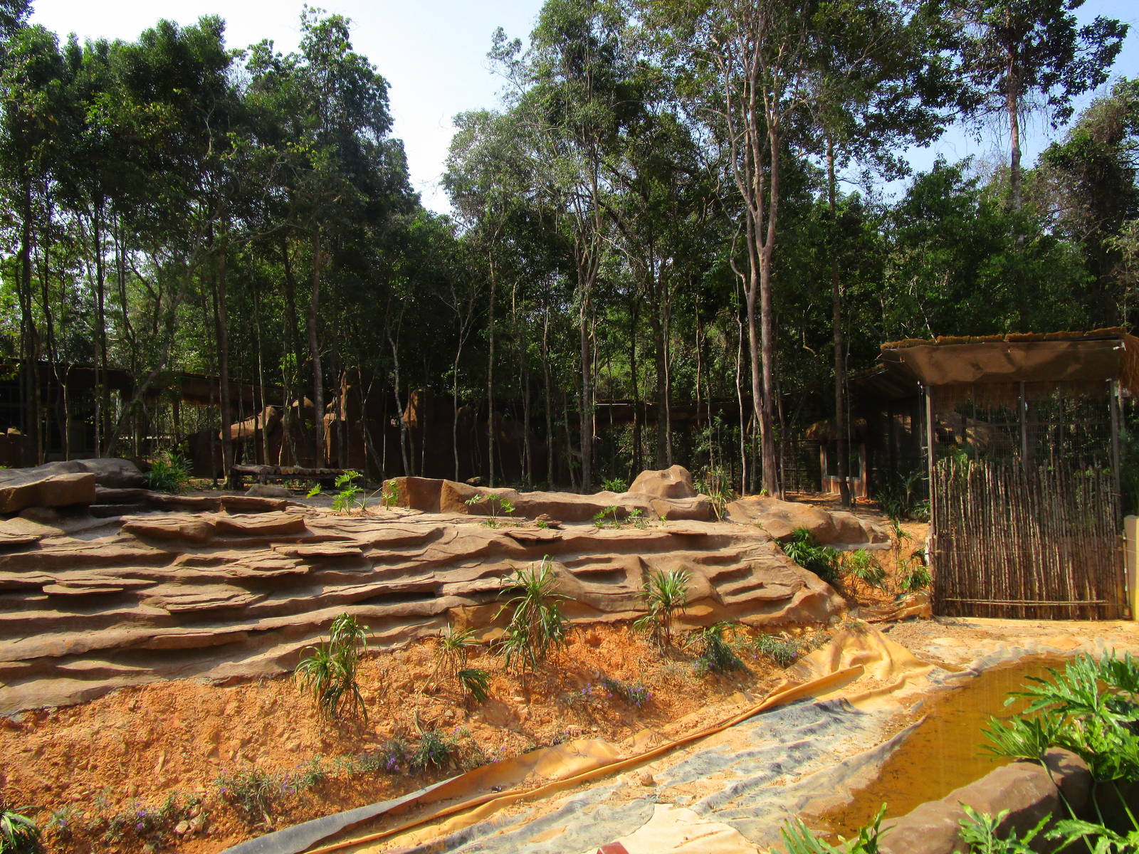 Vinpearl Safari - White Lion Enclosure