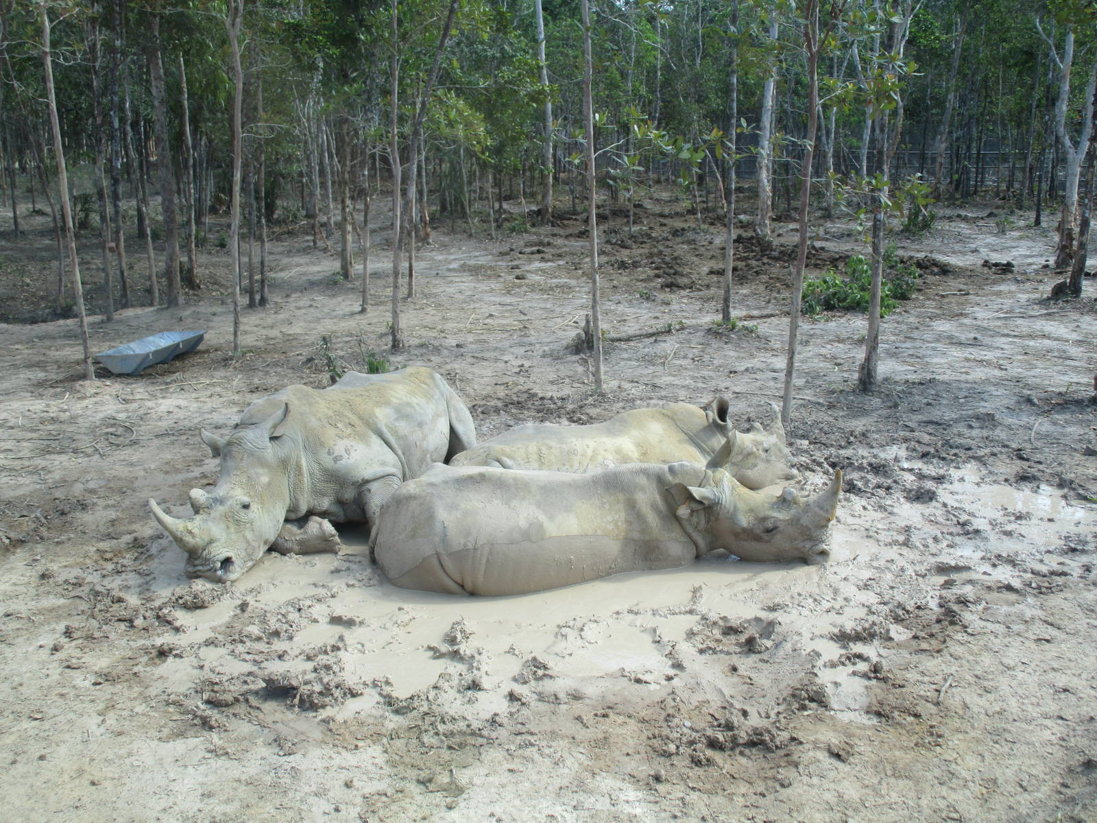 Vinpearl Safari - White Rhinos