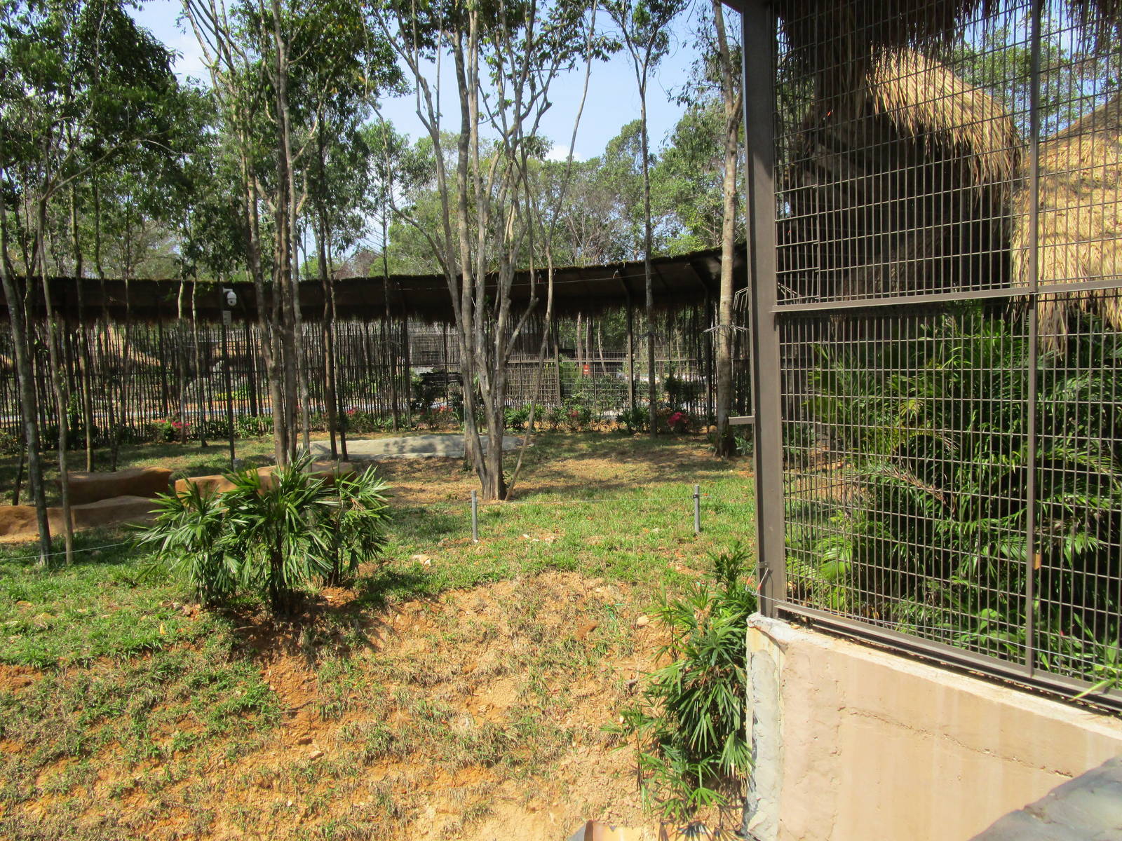 Vinpearl Safari - White Tiger Enclosure