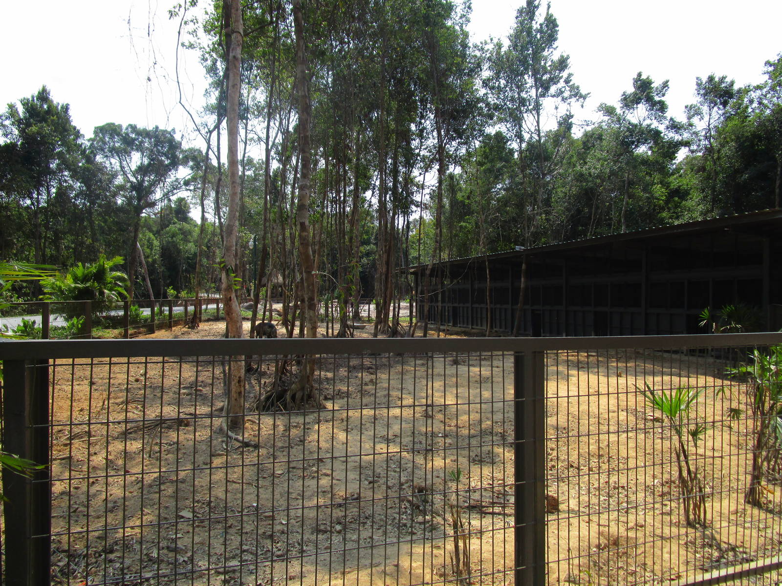 Vinpearl Safari - Wild Boar Enclosure