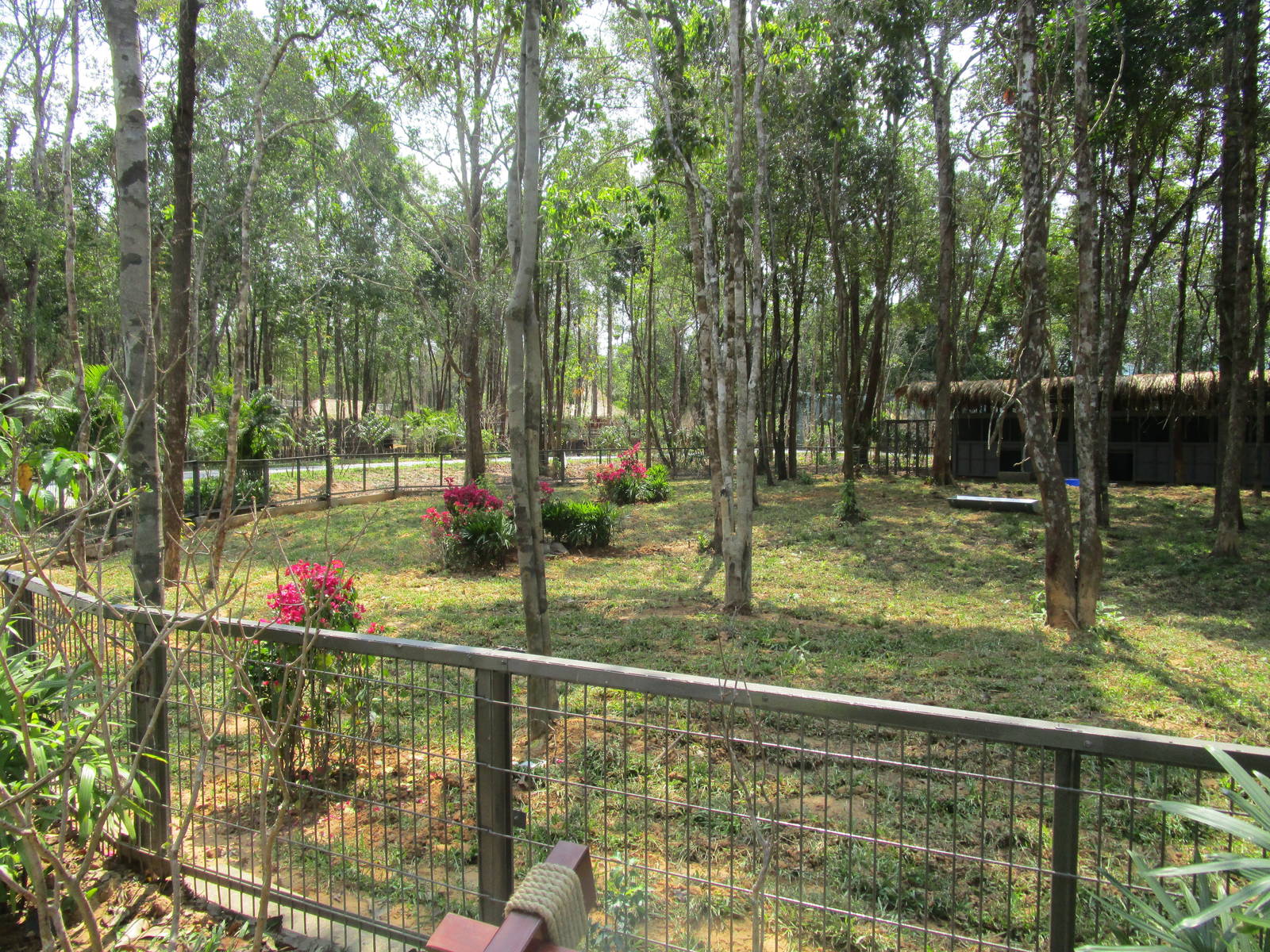 Vinpearl Safari - Wild Boar Enclosure