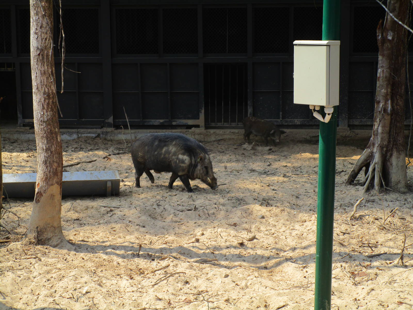 Vinpearl Safari - Wild Boar